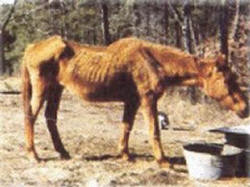 Gypsy when rescued