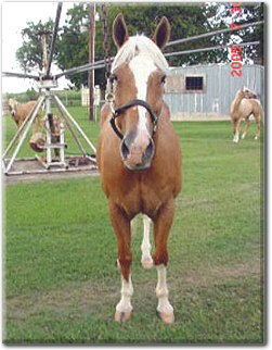 See Snowy's beautiful tribute in HIH