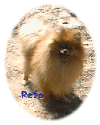 Reba