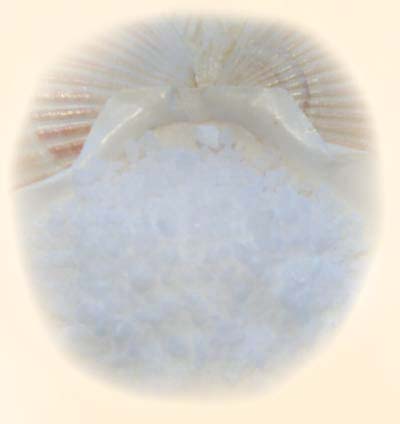 Bath salts and crystals, scented, unscented, bulk for marketing, gifts and fundraisers.