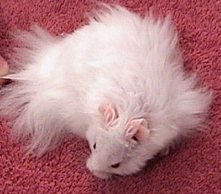 Jessica S Pet Page