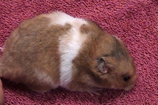 calico hamster