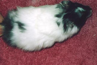 Jessica S Pet Page