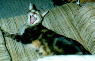 BIG yawn