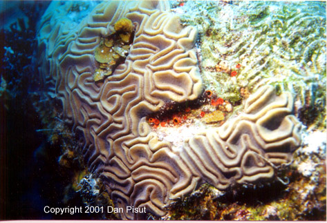 Diplora strigosa ("Brain Coral"); Bahamas