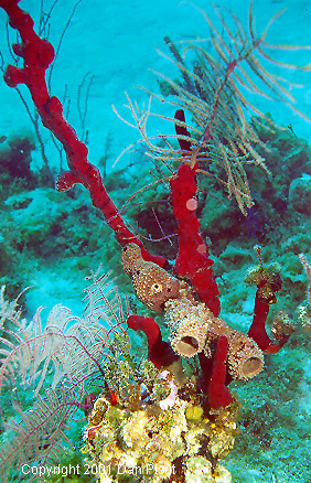 Amphimedon compressa (red spronge), Calllyspongia vaginalis (grey sponge), Pseudopterogorgia sp (purple gorgonian); Bahamas