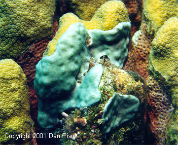 Trididemnum solidum (green ascidian), Porites porites (yellowish coral); Little San Salvador, Bahamas