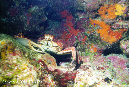 Mithrax spinosissimus in cavern at 100ft; San Salvador, Bahamas