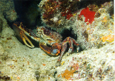 Mithrax spinosissimus (Channel Clinging Crab); Bimini Islands, Bahamas
