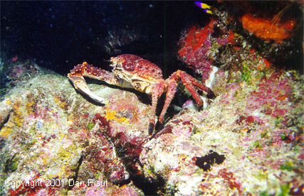 Mithrax spinosissimus (Channel Cling Crab); LIttle San Salvador, Bahamas