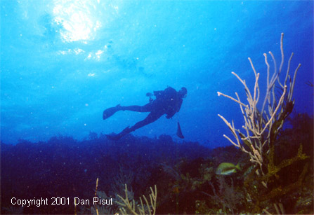 Fellow UNCW marine biologist; Bimini Islands, Bahamas