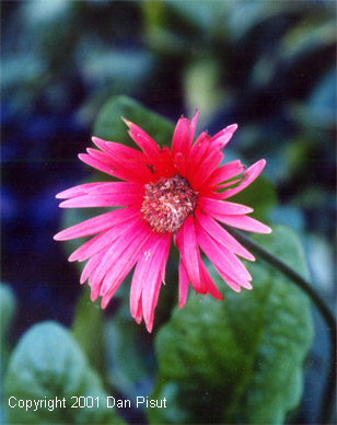 Mom's garden
