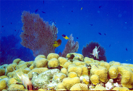 Fish, coral, and gorgonians; Bahamas