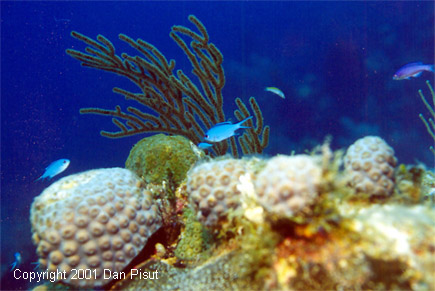 Reef life--corals, gorgonians, fish; Bahamas
