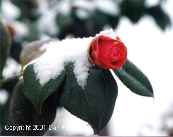 Snow in Wilmington, NC...alert the National Guard!