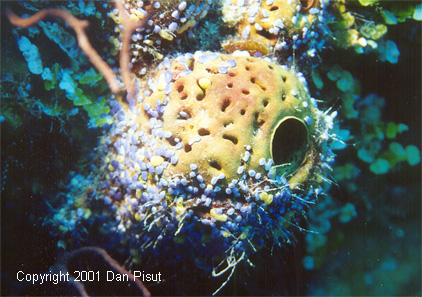Aplysina lacunosa (sponge) covered in Didemnum vanderhosti (ascidian); LIttle San Salvador, Bahamas