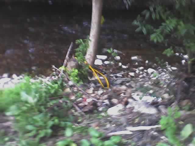 teh stream by the marker tree at 7 am on August 31, 2006