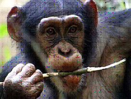 Chimpanzee using a stick to eat.