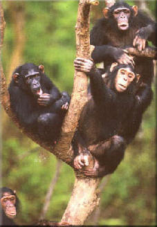 A family of chimpanzees in their natural habitat.