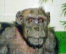 I don't know what's going on with this chimpanzee, but it looks kind of freaky.
