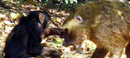 A chimpanzee protecting its territory from a predator with a punch to the face.