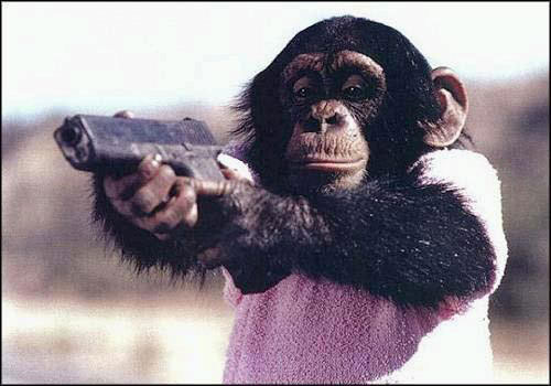 Look a chimp with a gun!
