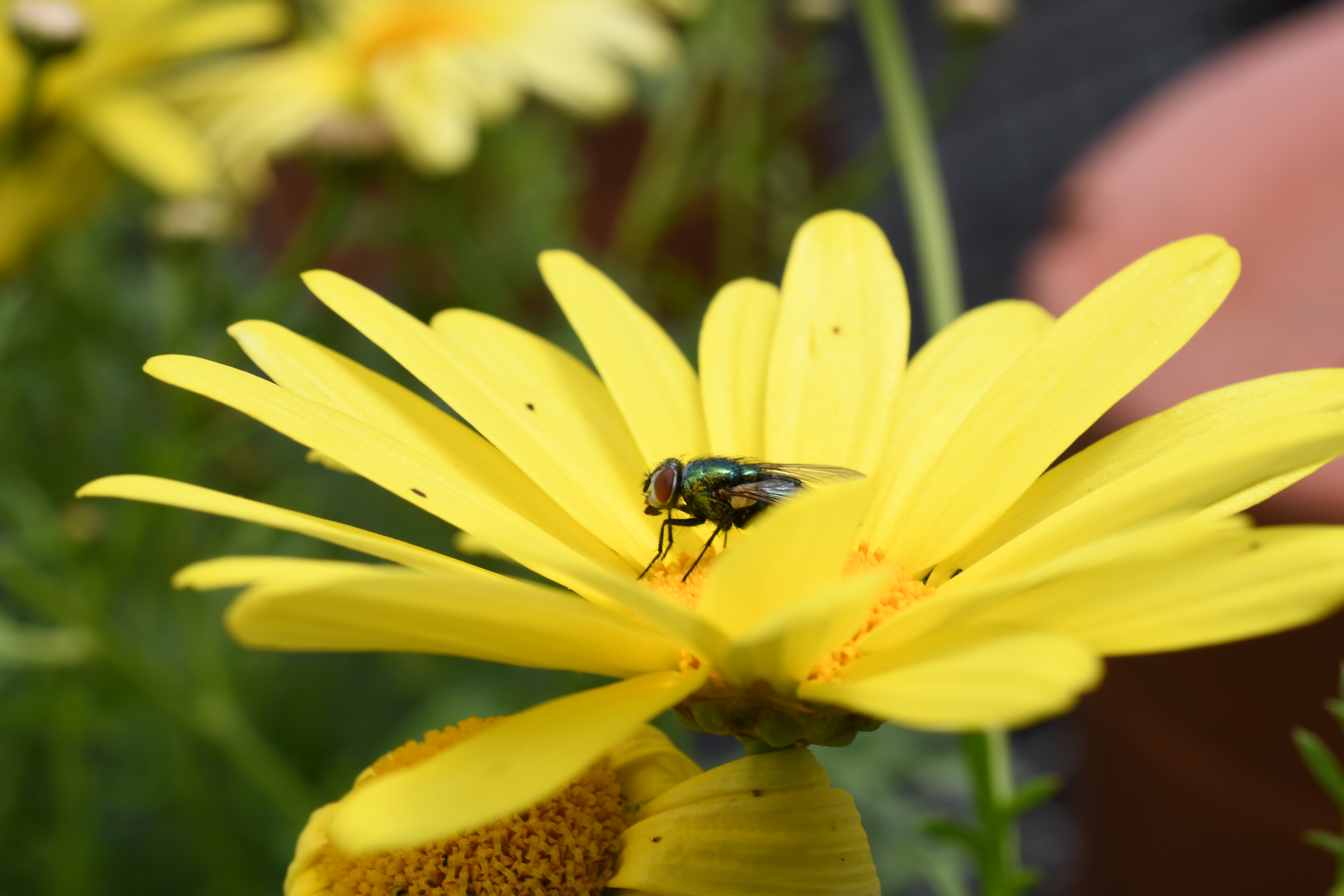 fly