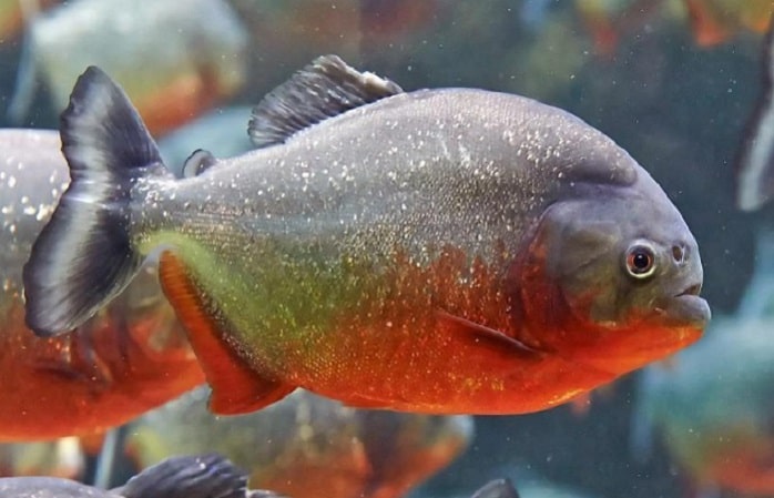 ikan bawal