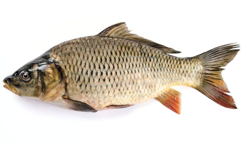 ikan mas