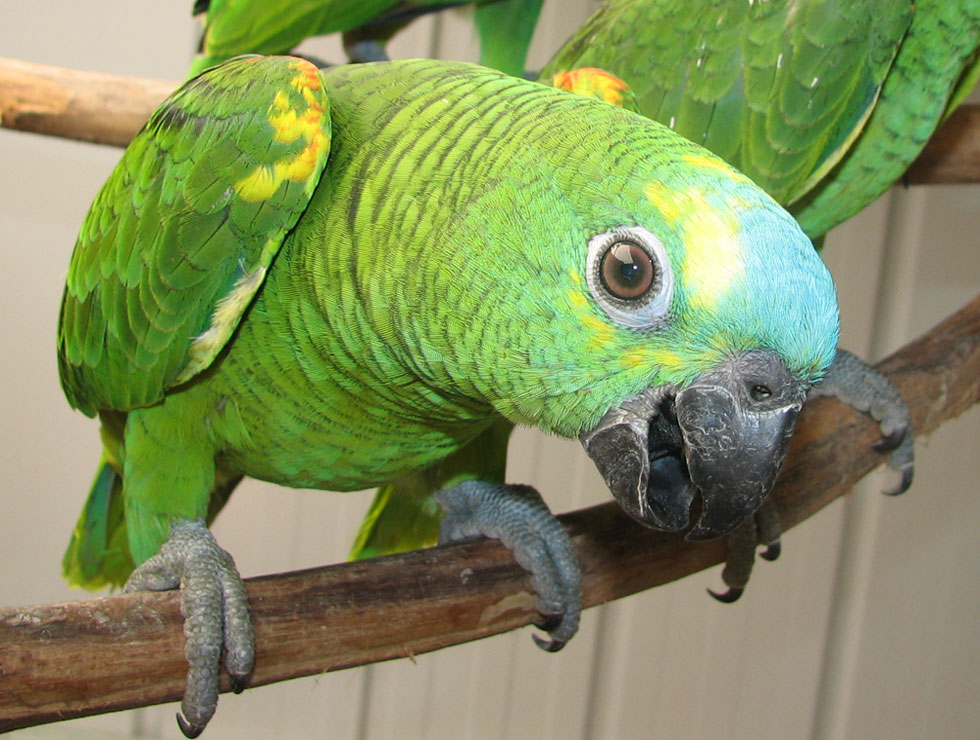 Amazon-Parrot
