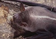 Bat