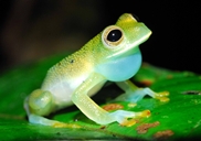 Glass Frog