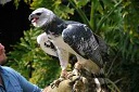 Harpy Eagle