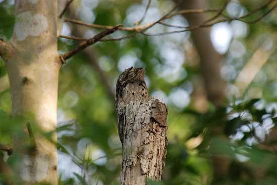 Potoo