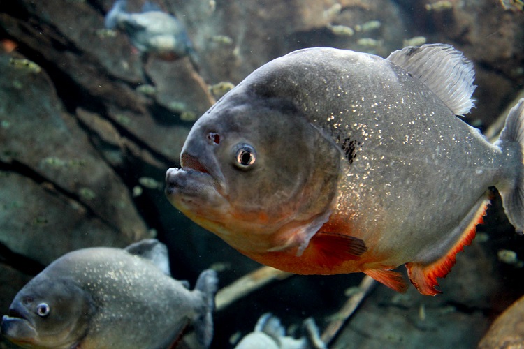 Red Bellied Piranha