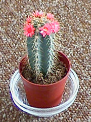 cactus, full view