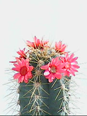 cactus, zoom