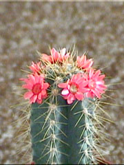 cactus, zoom