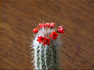 cactus, red, zoom