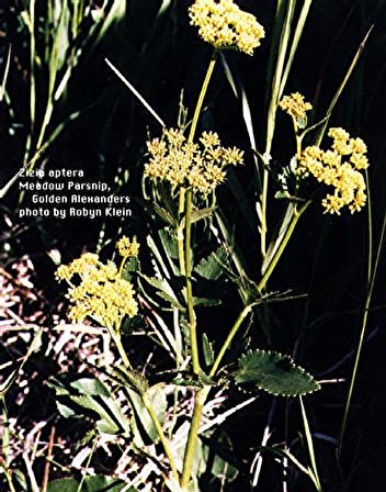 THIS IS A NORTH AMERICAN ANGELICA.,alexanders or macedonian parsley