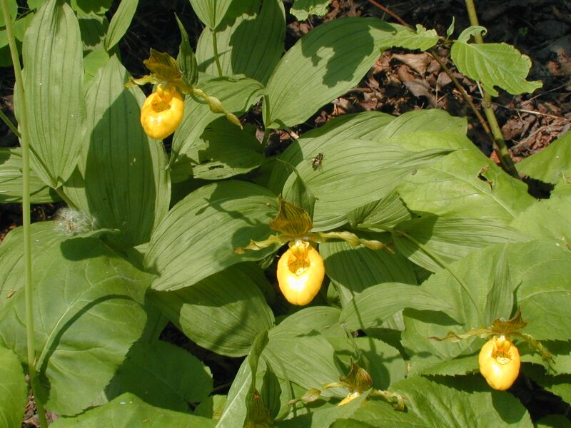 LOVE IS THE BEST AND MOST PERMANENT SOLUTION TO EVERYTHING