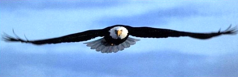 Isaiah 40:31 ~ Mount up on wings as Eagles