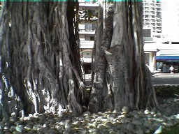 Trees along the beach
