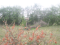 7 Back yard