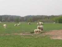 04 - White sheep and their lambs
