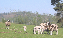 Spotted English sheep