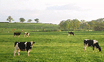 cows