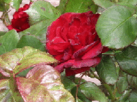 English country garden