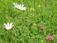 Some of the larger flowers