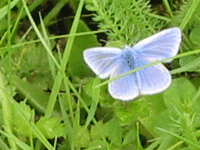 Blue butterfly